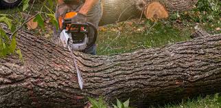 Best Tree Disease Treatment  in Beacon Hill, WA