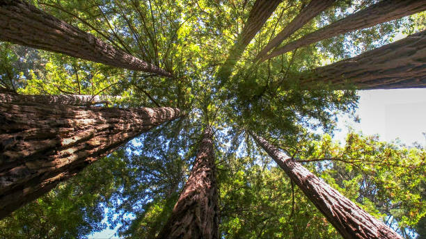 Best Arborist Consultation Services  in Beacon Hill, WA