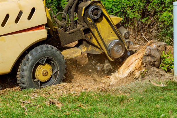  Beacon Hill, WA Tree Services Pros