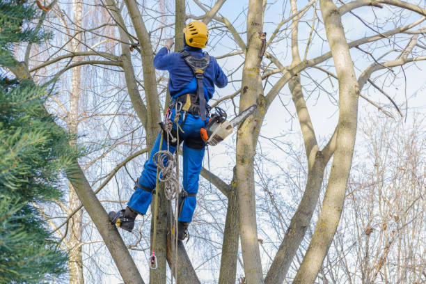 Best Tree Cabling and Bracing  in Beacon Hill, WA