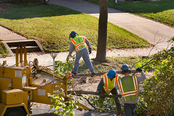 Best Tree Maintenance Programs  in Beacon Hill, WA