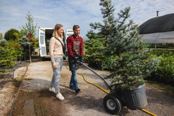 Best Lawn Disease Treatment  in Beacon Hill, WA