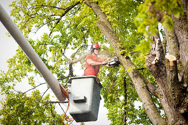 Best Fruit Tree Pruning  in Beacon Hill, WA